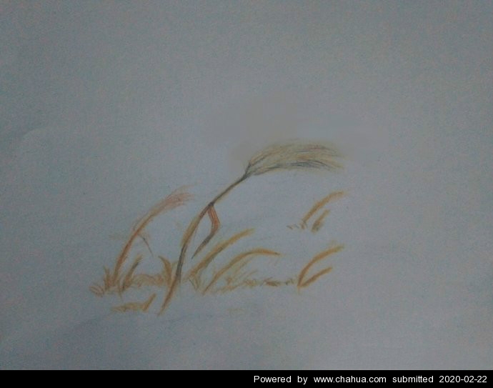 枯草 1999zhangchen插画作品 中国插画画廊 插画中国